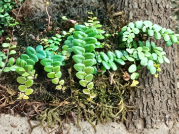 Marcgravia Umbellata Shingling Vine Tropical Climbing Plant for Terrarium Vivarium Growing