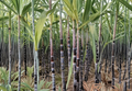 2 Dark Purple Sugarcane Rooted Cuttings Live Sugar Cane Plants Ready for Planting Garden Growing