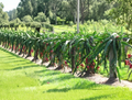 Dragon Fruit Cutting Pitaya Delight Variety 6+ Inch Rooting Plant Segment