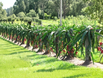 Dragon Fruit Cutting Pitaya Delight Variety 6+ Inch Rooting Plant Segment