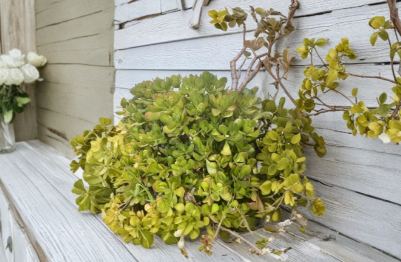 2 Jade Plant Cuttings Crassula Ovata Thick Succulent Cuttings 4 to 6 Inch Unrooted for Propagation