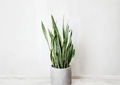 2 Snake Plant Clippings Sansevieria Trifasciata Leaf Cuttings for Propagation Indoor Houseplant