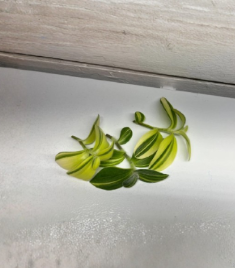 3 Variegated Fuzzy Sillamontana Cuttings 3 to 4 Inch Unrooted Tradescantia Houseplant for Growing