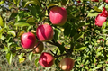 Pink Lady Apple Scionwood 5 Pack Fresh Green Scions 8 Inch Cut to Order for Grafting