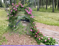 Peggy Martin Rose Cuttings Pink 10 Pack 10 Inch Unrooted Stems for Propagation Hardy Climbing Garden Rose