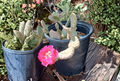 Opuntia Walk In Beauty Garnet Glow Single Pad Cutting Unrooted Prickly Pear Cactus for Growing