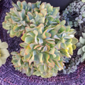 Ripple Jade Ruffle Jade Crassula Arborescens Undulatifolia Unrooted Cuttings Set of 5 Succulent