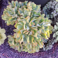 Ripple Jade Ruffle Jade Crassula Arborescens Undulatifolia Unrooted Cuttings Set of 5 Succulent