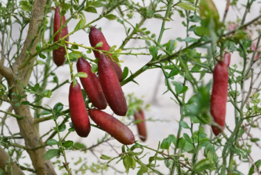 Australian Red Finger Lime Unrooted Cuttings Set of 5 Citrus Australasica for Propagation