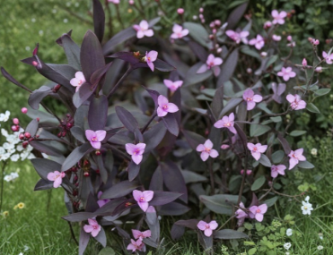 Purple Heart Tradescantia Pallida Unrooted Cuttings Set of 5 Indoor Outdoor Vine Plant