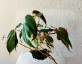 Rooted Philodendron Micans Halo Variegated Cutting Live Aroid Houseplant from Parent Plant