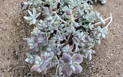 Cotyledon Orbiculata Lady Fingers Oophylla Unrooted Cuttings 4 Inch Petite Purple Succulent