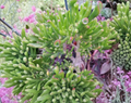 Ogre Ears Jade Plant Cuttings Crassula Ovata Gollum Dwarf Succulent Set of 3 Unrooted Cuttings