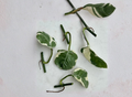 Pothos Pearls and Jade Unrooted Cuttings Set of 5 Variegated Devil’s Ivy Indoor Houseplant