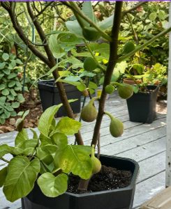 Teramo Fig Cuttings Set of 3 Early Season Unrooted Fig Tree Cuttings for Planting