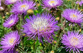 Basketflower Seeds Heirloom Centaurea Americana 100 Seeds Native Wildflower for Gardens and Cut Flowers