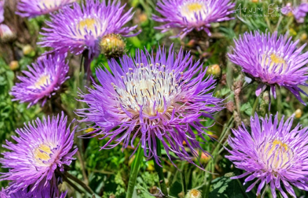 Basketflower Seeds Heirloom Centaurea Americana 100 Seeds Native Wildflower for Gardens and Cut Flowers