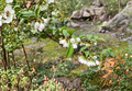 Evergreen Huckleberry Cuttings – 6 Live Unrooted Vaccinium ovatum Cuttings for Edible Landscape or Garden Planting