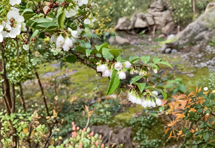 Evergreen Huckleberry Cuttings – 6 Live Unrooted Vaccinium ovatum Cuttings for Edible Landscape or Garden Planting