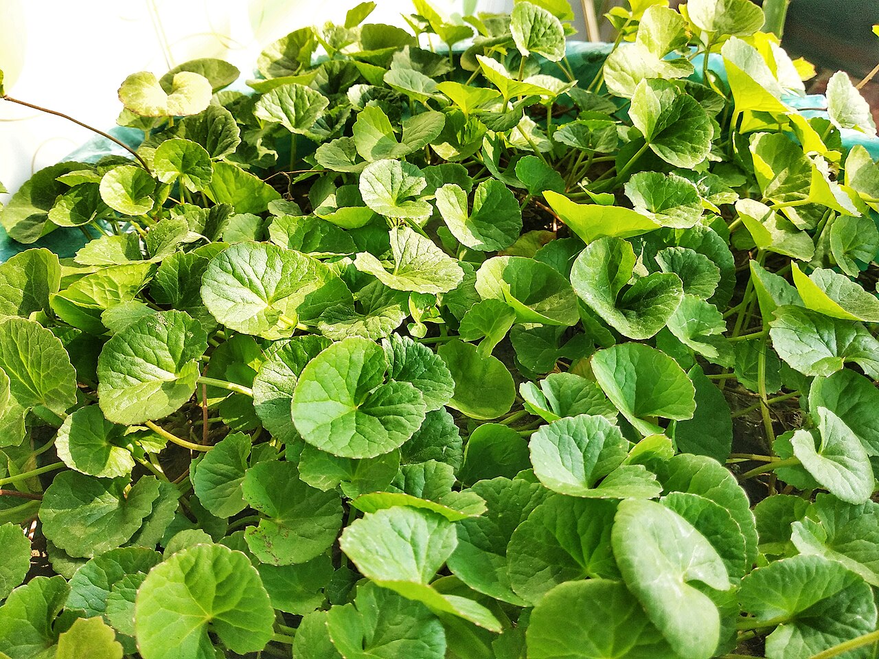 15 Bare Root Indian Pennywort Plants – Centella Asiatica / Gotu Kola / Rau Má – Live Herb for Culinary, Medicinal, Aquatic & Groundcover Use