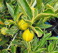 Super Rare Centennial Variegated Kumquat Cuttings (Fortunella japonica) – 3 Fresh Scions for Rooting or Grafting – Striped Citrus
