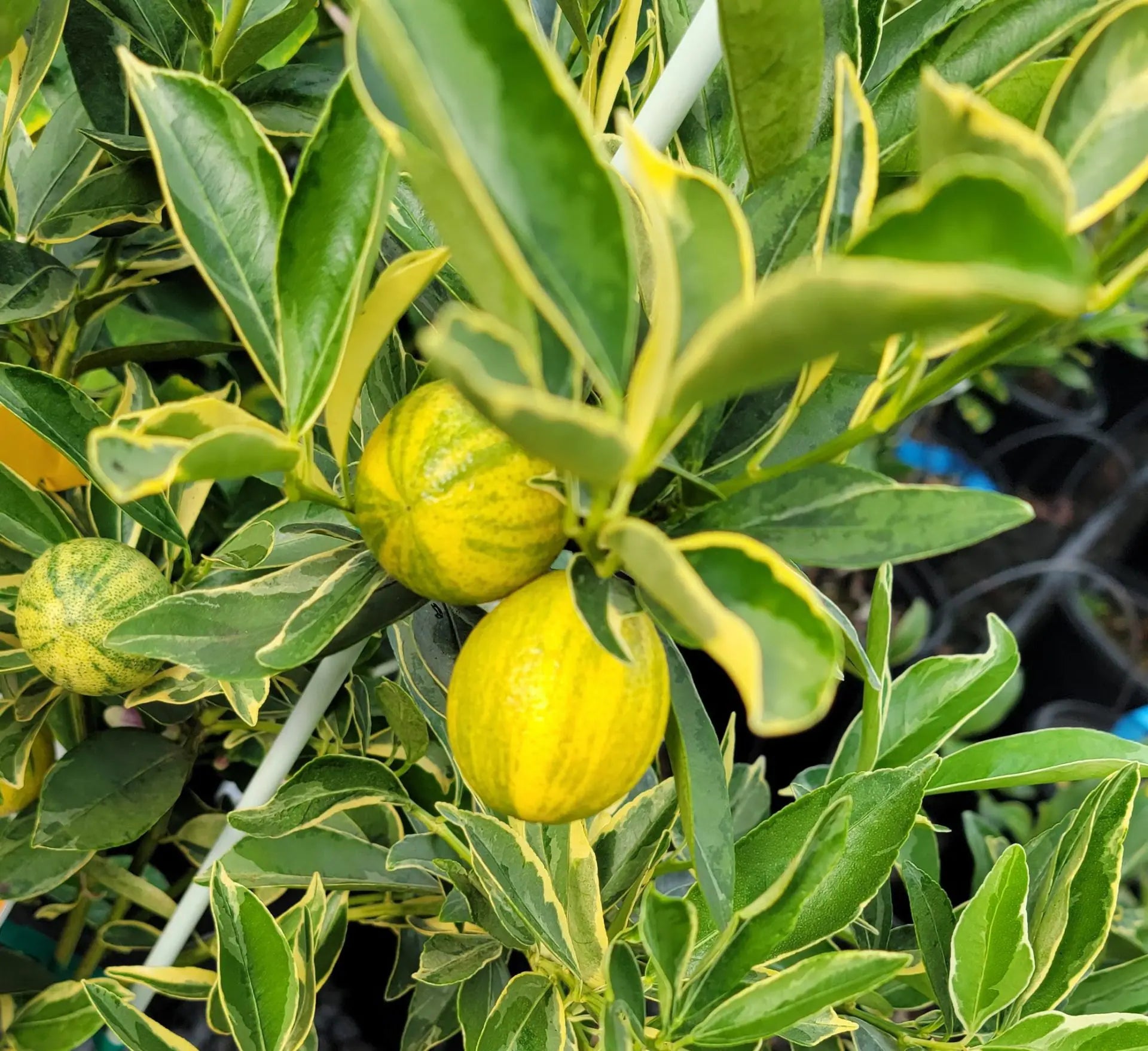 Super Rare Centennial Variegated Kumquat Cuttings (Fortunella japonica) – 3 Fresh Scions for Rooting or Grafting – Striped Citrus