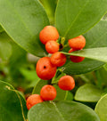 Super Double Rare Hong Kong Kumquat Cuttings (Fortunella hindsii) – 3 Fresh Scions for Rooting or Grafting – Mini Wild Citrus