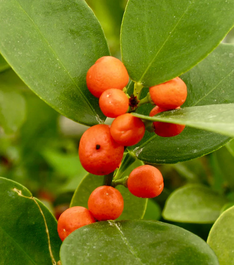 Super Double Rare Hong Kong Kumquat Cuttings (Fortunella hindsii) – 3 Fresh Scions for Rooting or Grafting – Mini Wild Citrus