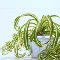 4 Rooted Curly Spider Plants – Live Chlorophytum Bonnie Houseplants, Easy Indoor Air-Purifying Plants for Home & Office