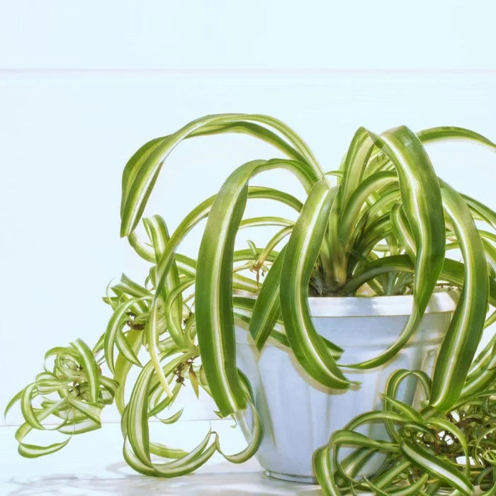4 Rooted Curly Spider Plants – Live Chlorophytum Bonnie Houseplants, Easy Indoor Air-Purifying Plants for Home & Office
