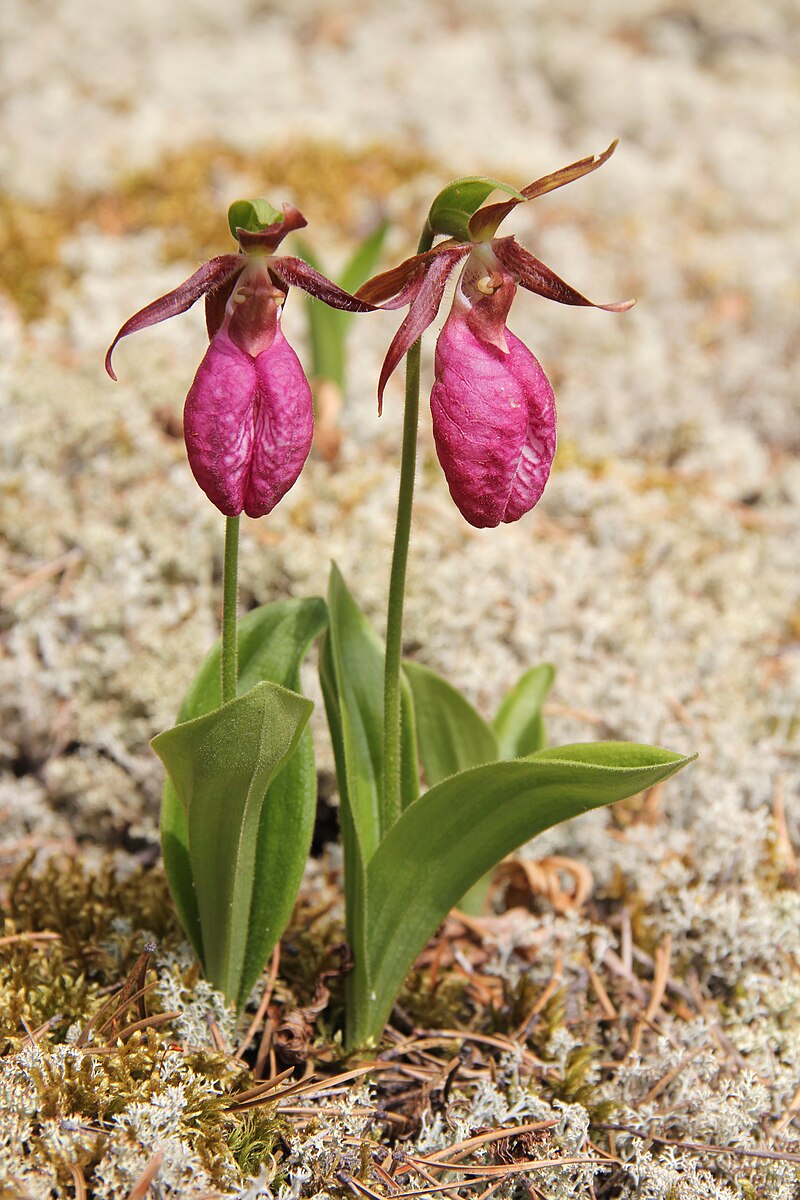 Pink Lady’s Slipper Orchid (Cypripedium acaule) – Live Bare Root Native Wildflower | Hardy Woodland Orchid | Rare Perennial Plant
