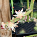 Orchid Cactus Cuttings - 5 Pieces, Rhipsalis dissimilis, White Flowers, Indoor Plant, Succulent Decor