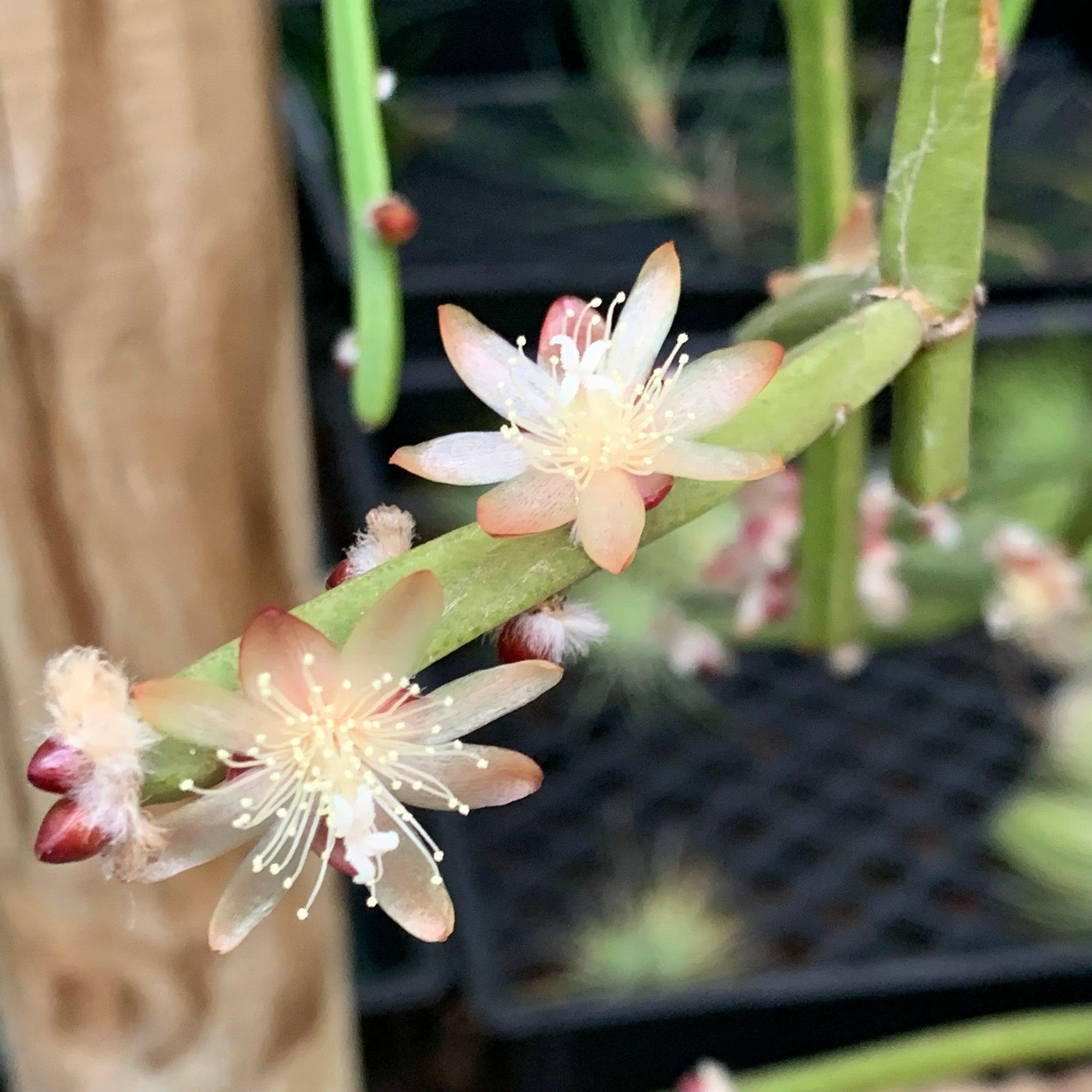 Orchid Cactus Cuttings - 5 Pieces, Rhipsalis dissimilis, White Flowers, Indoor Plant, Succulent Decor