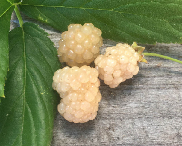 Snowbank White Blackberry Plant | Rubus | Live Bare Root Starter | Rare White Berry for Garden, Patio, or Home Orchard | 1 Count