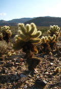 Teddy Bear Cholla Cactus Cuttings (5 Segments) – Cylindropuntia fulgida – Unrooted Succulent Cactus for Propagation & Desert Garden