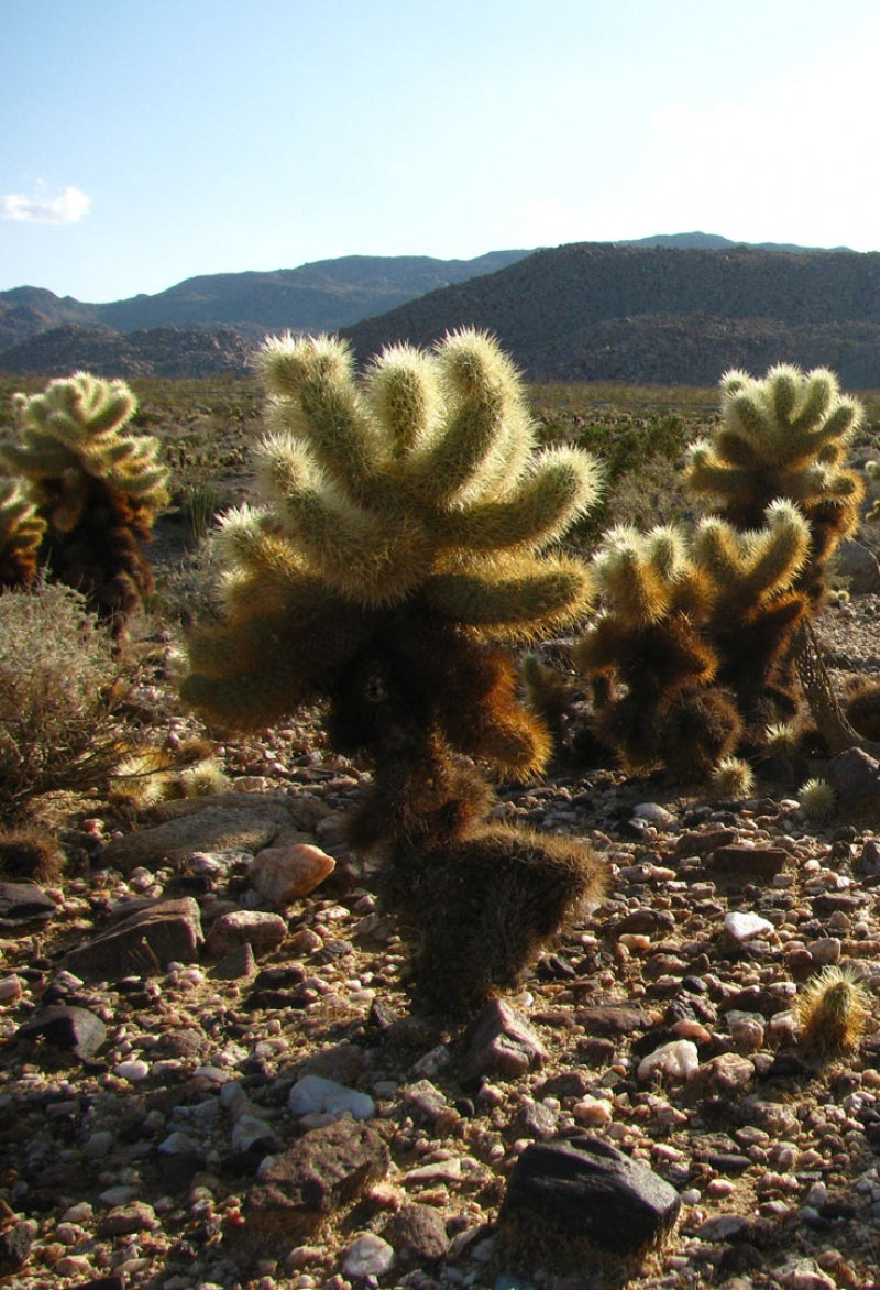 Teddy Bear Cholla Cactus Cuttings (5 Segments) – Cylindropuntia fulgida – Unrooted Succulent Cactus for Propagation & Desert Garden