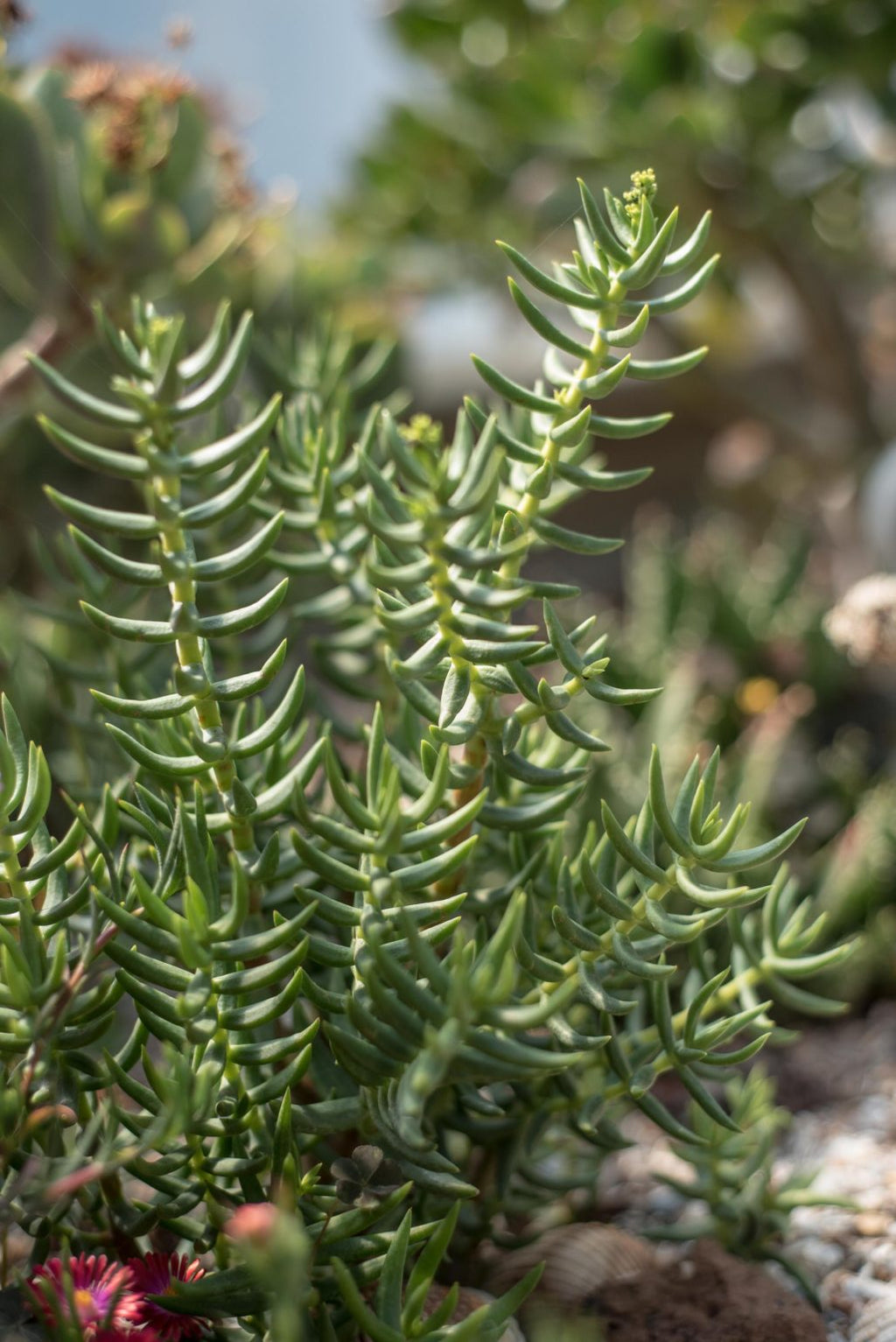 Mini Pine Tree Succulent - Crassula Tetragona | 7 Live Cuttings (5–8") | Rare Bonsai-Like Succulent | Easy to Grow & Propagate