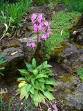Dodecatheon meadia Seeds – Midland Shooting Star | Native Spring Wildflower | Pollinator Plant | 100 Seeds