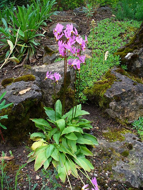 Dodecatheon meadia Seeds – Midland Shooting Star | Native Spring Wildflower | Pollinator Plant | 100 Seeds
