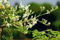 Moringa Cuttings (4 Pack) – Fresh Unrooted Moringa Oleifera, Drumstick Tree, Miracle Tree Cuttings for Growing & Propagation
