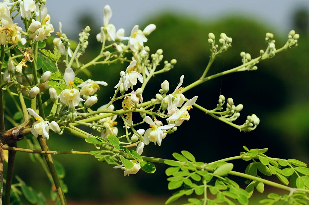 Moringa Cuttings (4 Pack) – Fresh Unrooted Moringa Oleifera, Drumstick Tree, Miracle Tree Cuttings for Growing & Propagation