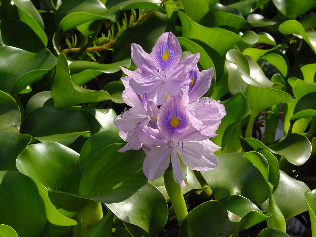 Water Plants Bundle - 4 Medium Water Hyacinth & 4 Water Lettuce - Eichhornia crassipes & Pistia stratiotes - Floating Live Pond Plants