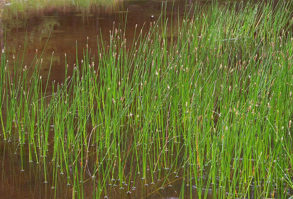 Live Spike Rush Eleocharis palustris | Hardy Aquatic Marginal Pond/Bog Plant | Bareroot Water Garden Perennial