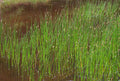 Live Spike Rush Eleocharis palustris | Hardy Aquatic Marginal Pond/Bog Plant | Bareroot Water Garden Perennial