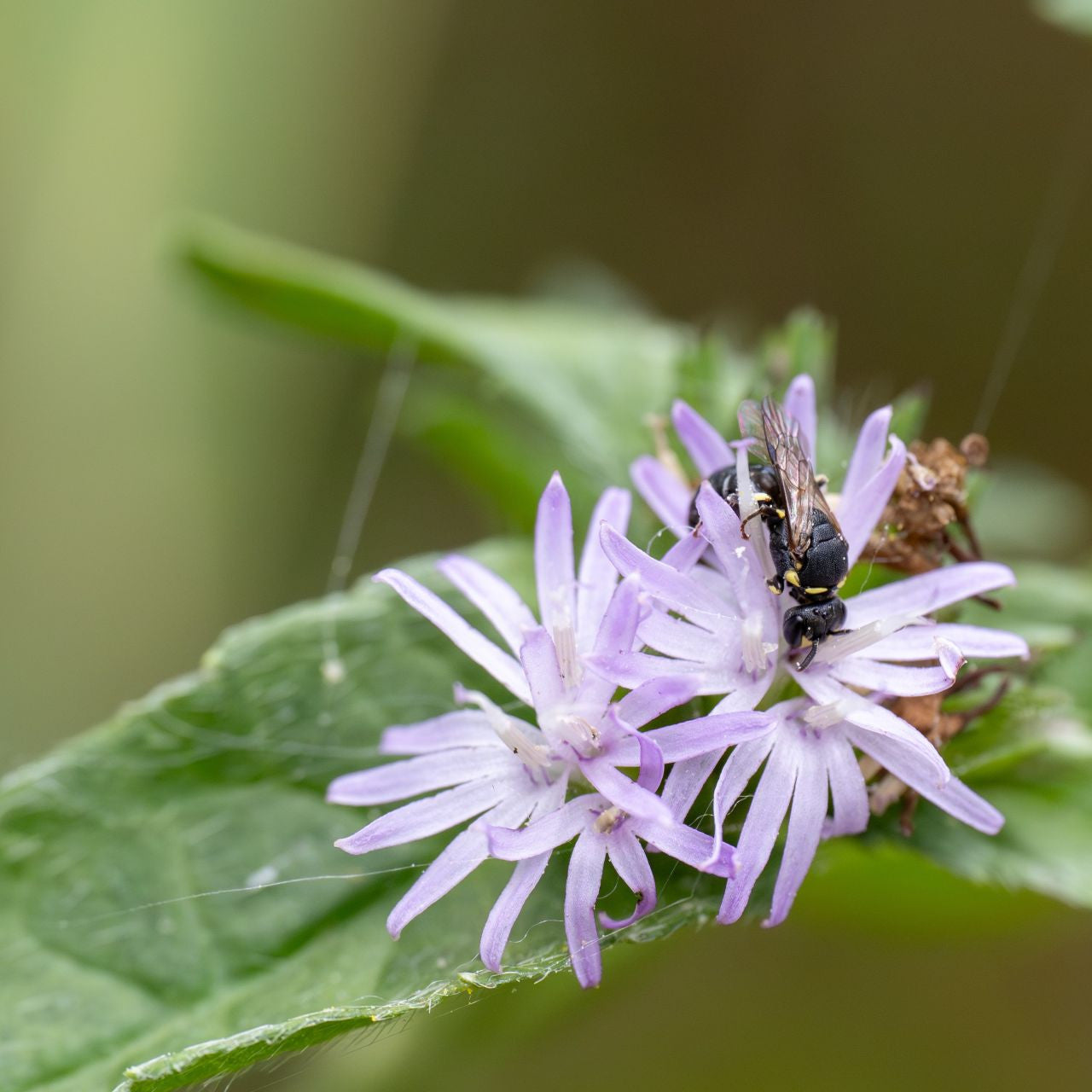 Elephantopus carolinianus 5 Seeds – Carolina Elephant's Foot | Native Wildflower | Woodland & Meadow Plant