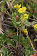 Eriogonum umbellatum Seeds – Sulfurflower Buckwheat Wildflower, 100 Non-GMO Perennial Seeds, Native Pollinator Garden & Meadow Plant