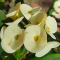 1 Large-Flower White Crown of Thorns Cutting | Euphorbia milii | Live Unrooted Succulent Stem | Ornamental Plant Propagation