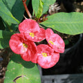 Coral Pink Crown of Thorns Cutting (1 Large Bloom) | Euphorbia milii Succulent Plant | Drought-Tolerant, Easy Care, Outdoor & Indoor