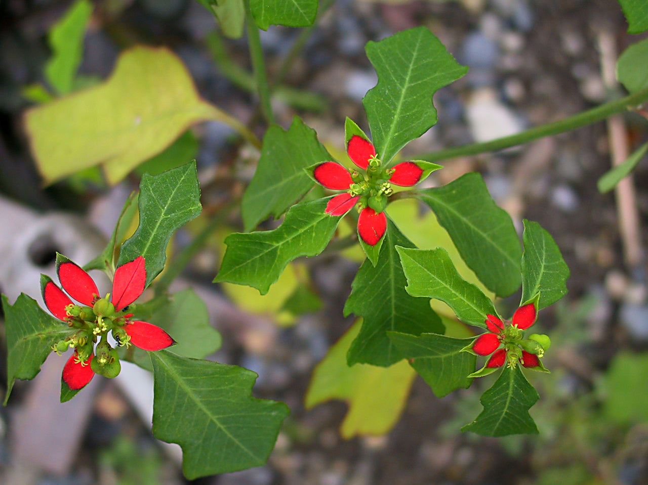 10 Euphorbia cyathophora Seeds | Fire-on-the-Mountain | Unique Native Wildflower for Gardens, Pollinators & Colorful Foliage
