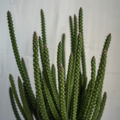 Euphorbia Tirucalli Cuttings - 10 Fire Stick Pencil Cactus Cuttings - 5 Inch Each - Easy Grow Succulent Plant